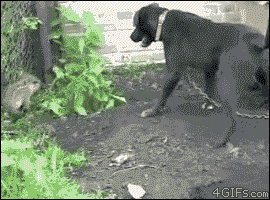 piglet-scares-dog