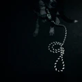 Wilderdog product