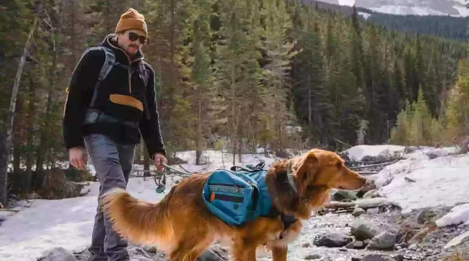 Wilderdog hero