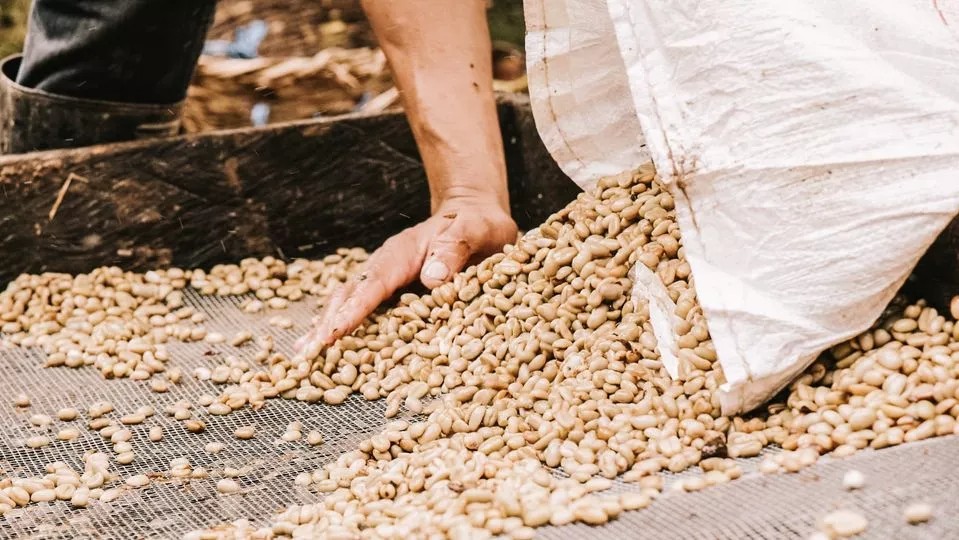 Guadalupe Roastery hero