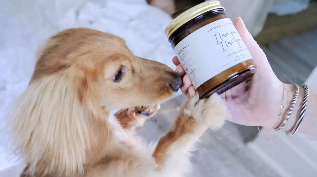 Companion Candles hero