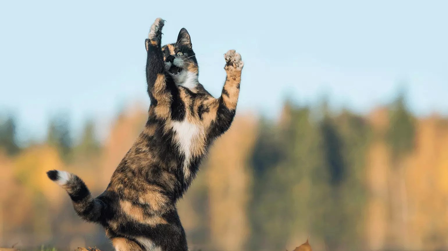 Catalyst Pet hero