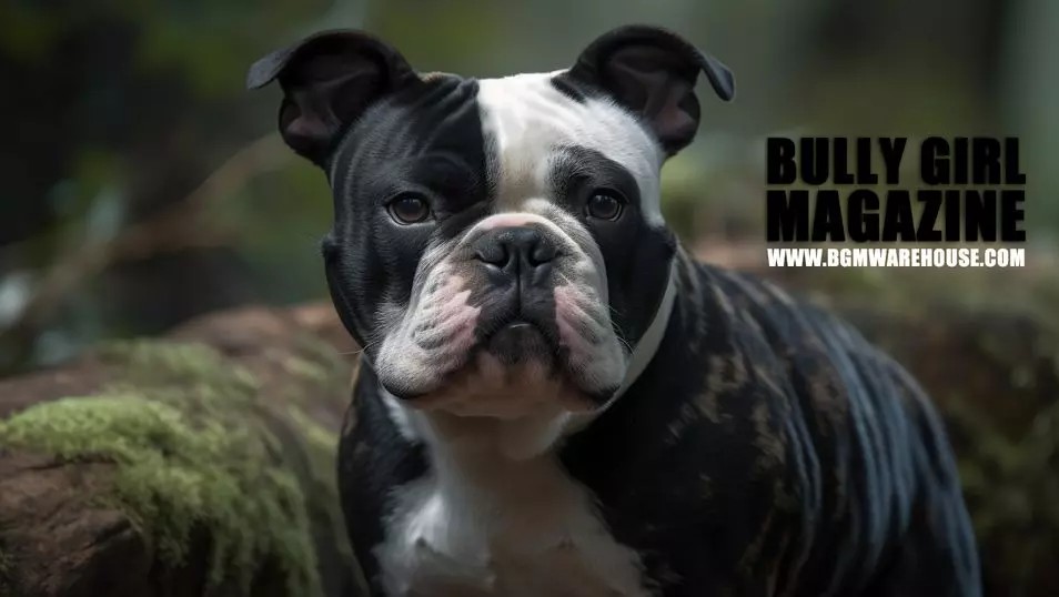 Bully Girl Magazine hero